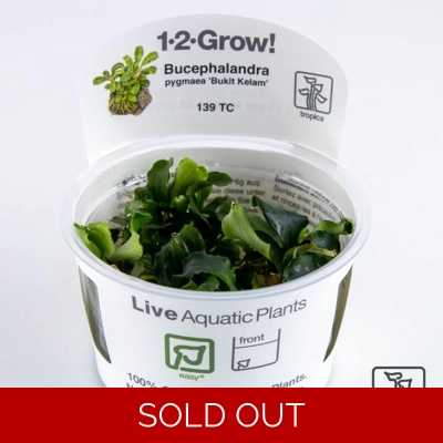 Bucephalandra pygmaea 'Bukit Kelam' 1-2-Grow
